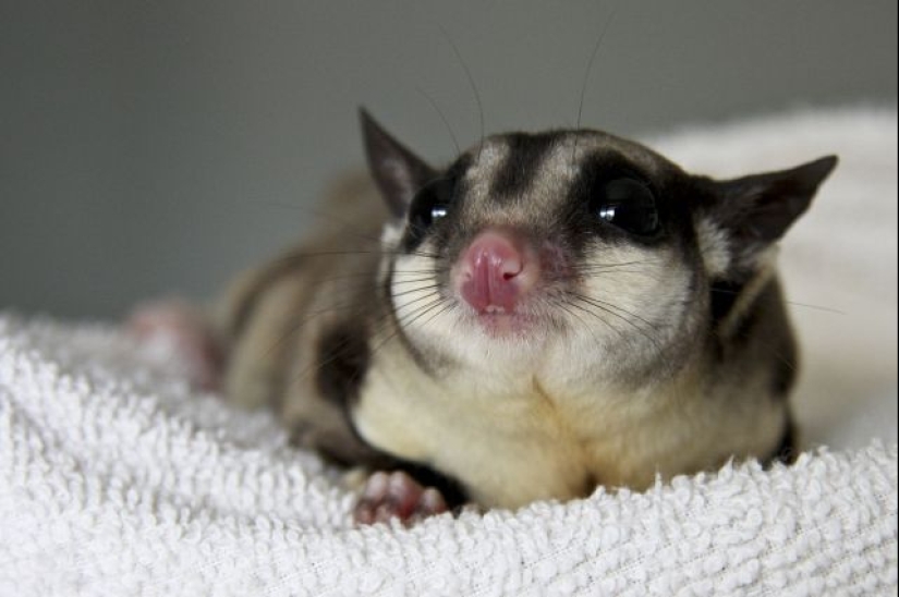 Sugar possum is a pet that breaks all mimicry records Sugar possum is a pet that breaks all mimicry records