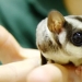 Sugar possum is a pet that breaks all mimicry records Sugar possum is a pet that breaks all mimicry records