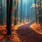 Surreal autumn forest in photographs by Janek Sedlar Surreal autumn forest in photographs by Janek Sedlar