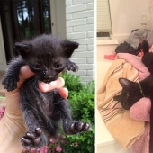 Surviving cats who were rescued and loved — before and after photos Surviving cats who were rescued and loved — before and after photos