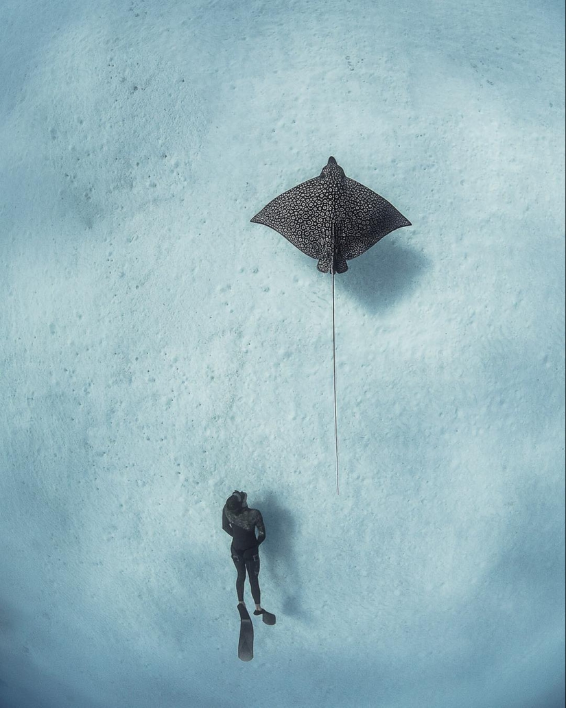 Talentoso fotógrafo andré Musgrove hace una increíble fotos bajo el agua