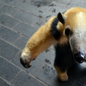 Tamandua divertida — una tormenta de hormigas y un problema para los depredadores Tamandua divertida — una tormenta de hormigas y un problema para los depredadores