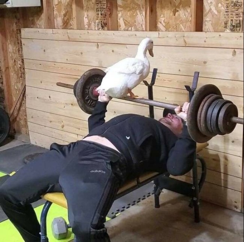 Tan diferente, pero tan similar: 22 fotos divertidas con animales Tan diferente, pero tan similar: 22 fotos divertidas con animales