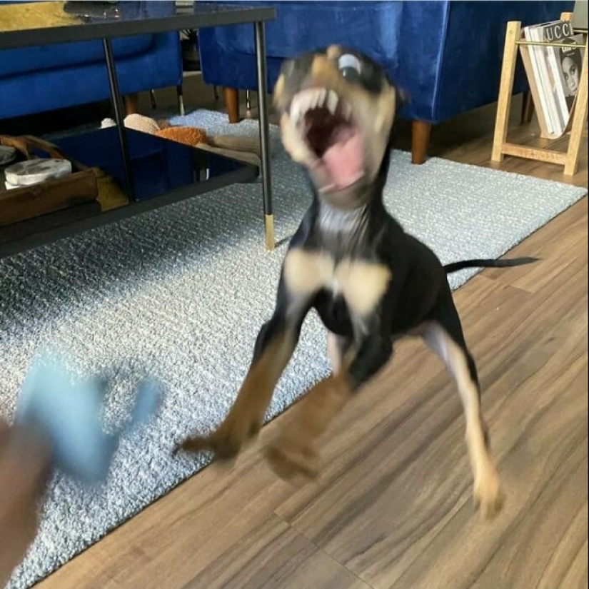 Tan diferente, pero tan similar: 22 fotos divertidas con animales Tan diferente, pero tan similar: 22 fotos divertidas con animales