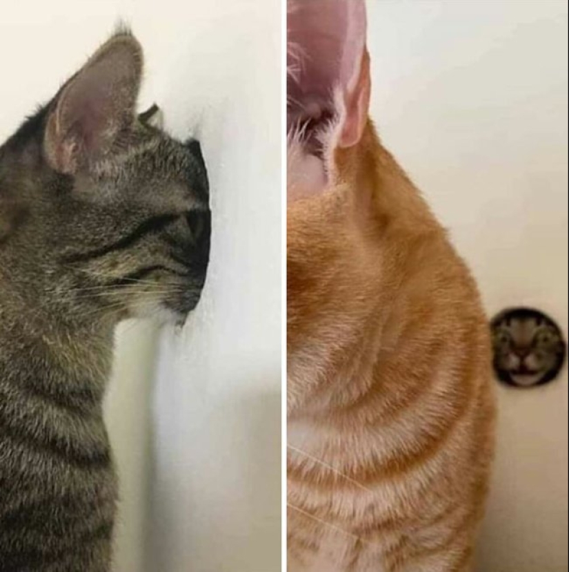 Tan diferente, pero tan similar: 22 fotos divertidas con animales Tan diferente, pero tan similar: 22 fotos divertidas con animales