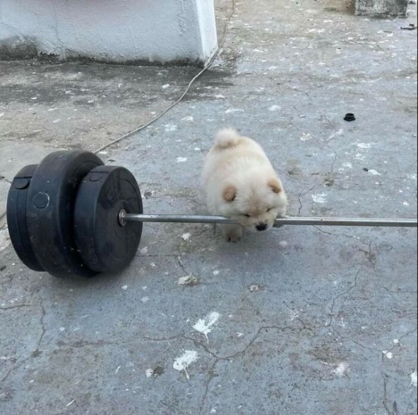 Tan diferente, pero tan similar: 22 fotos divertidas con animales Tan diferente, pero tan similar: 22 fotos divertidas con animales