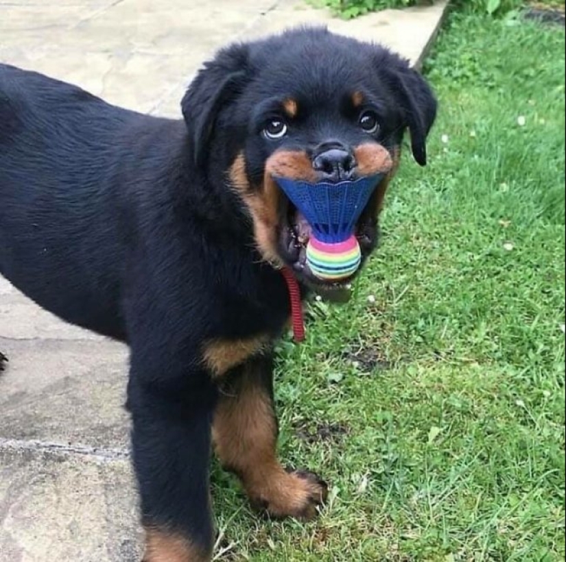 Tan diferente, pero tan similar: 22 fotos divertidas con animales Tan diferente, pero tan similar: 22 fotos divertidas con animales