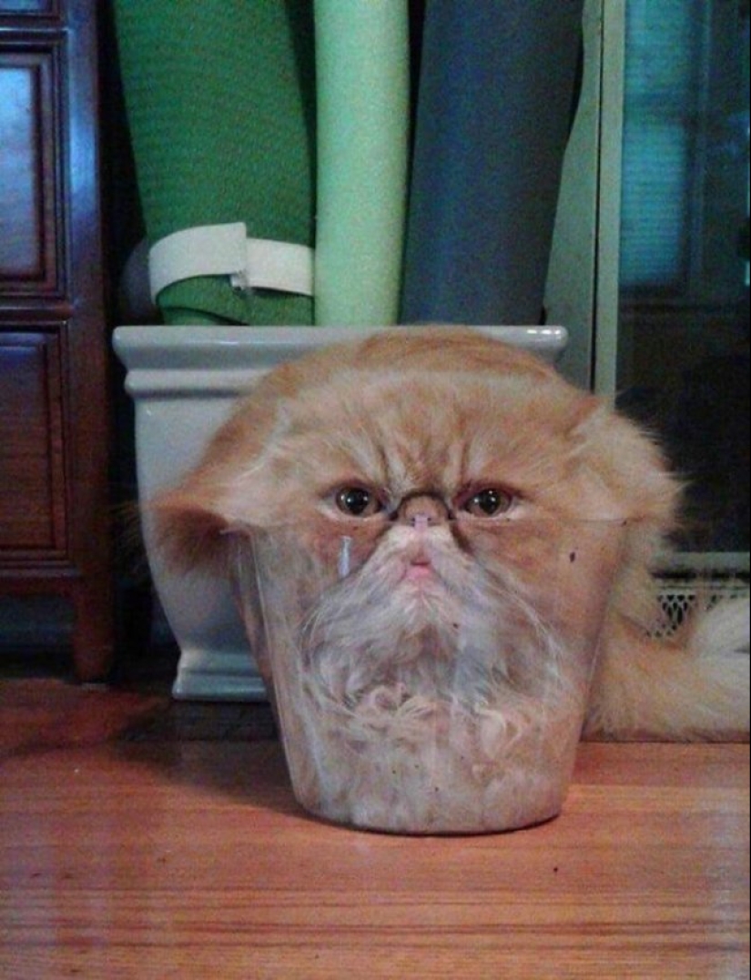 Tan diferente, pero tan similar: 22 fotos divertidas con animales Tan diferente, pero tan similar: 22 fotos divertidas con animales