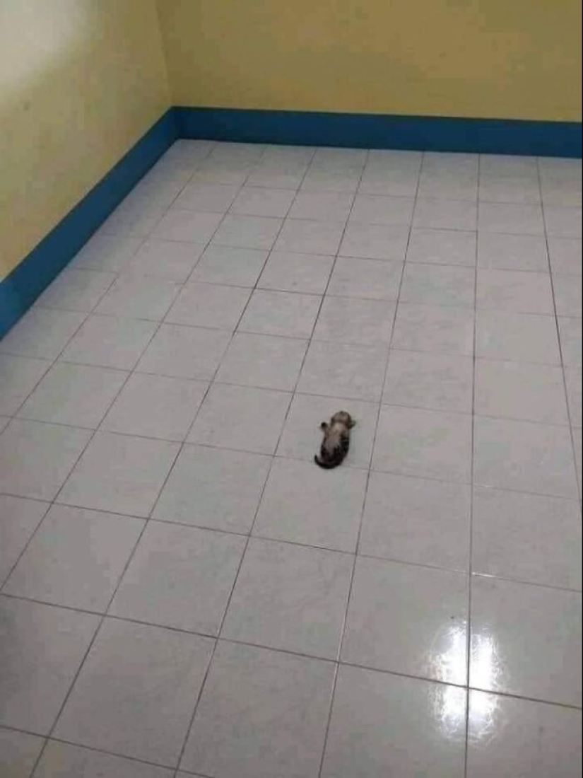 Tan diferente, pero tan similar: 22 fotos divertidas con animales Tan diferente, pero tan similar: 22 fotos divertidas con animales