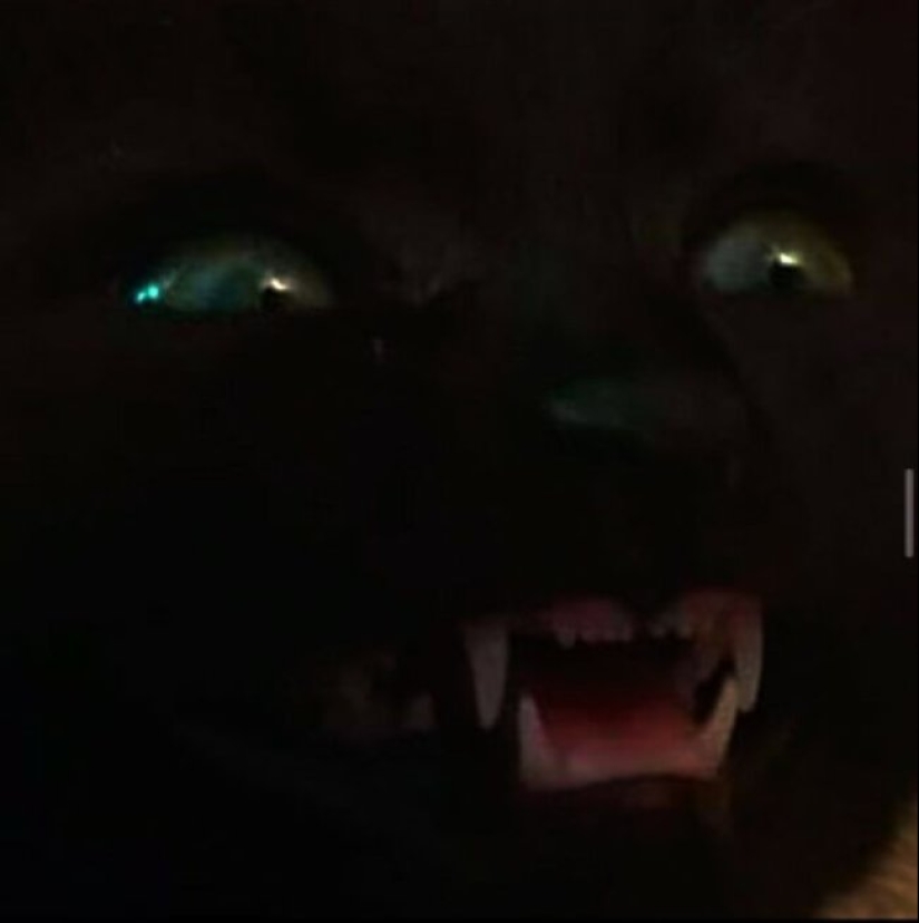 Tan diferente, pero tan similar: 22 fotos divertidas con animales Tan diferente, pero tan similar: 22 fotos divertidas con animales