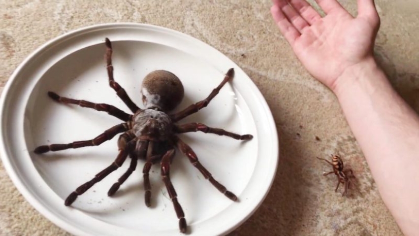 Tarantula Goliath the largest spider on the planet