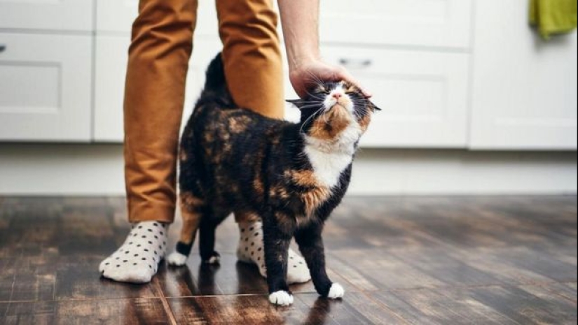 ¿Te gusta mirar? Por qué los gatos y los perros van al baño con nosotros ¿Te gusta mirar? Por qué los gatos y los perros van al baño con nosotros