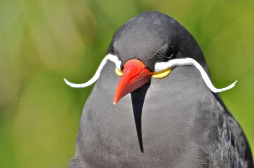 Tern-inca — a bird with a mustache