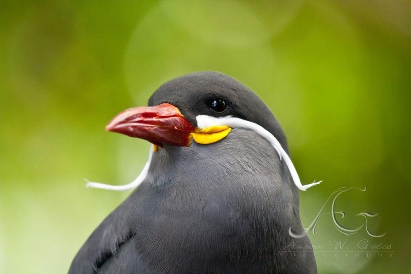 Tern-inca — a bird with a mustache