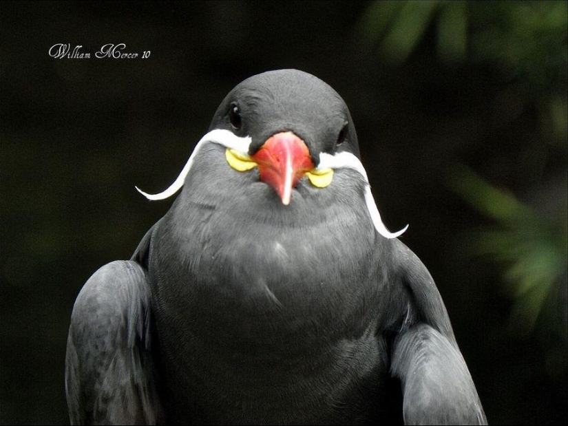 Tern-inca — a bird with a mustache