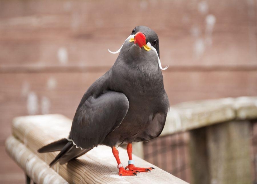 Tern-inca — a bird with a mustache
