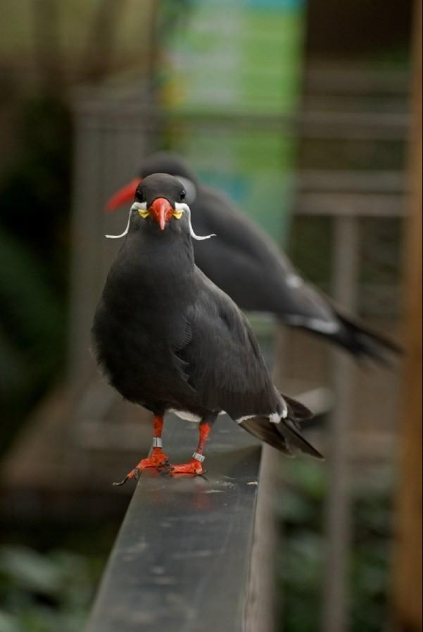Tern-inca — a bird with a mustache