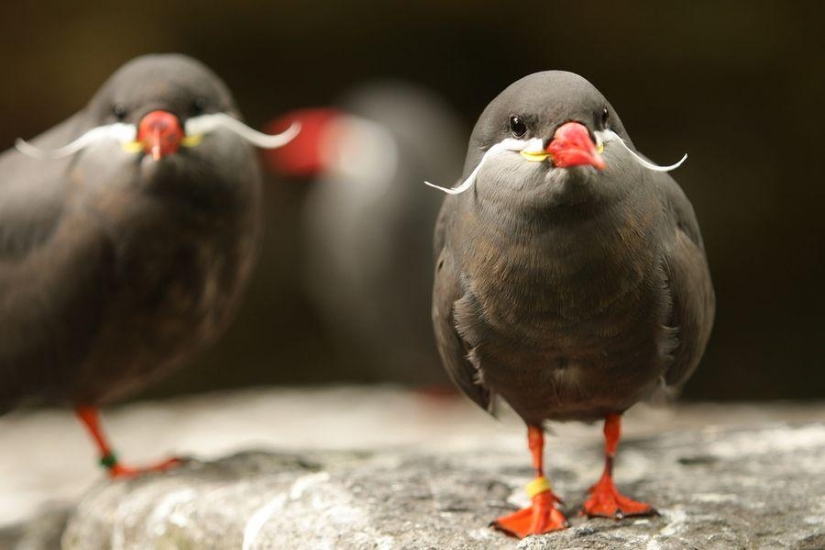 Tern-inca — a bird with a mustache