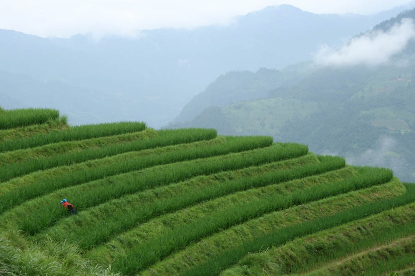 Terrazas de Arroz de Dragon Ridge»
