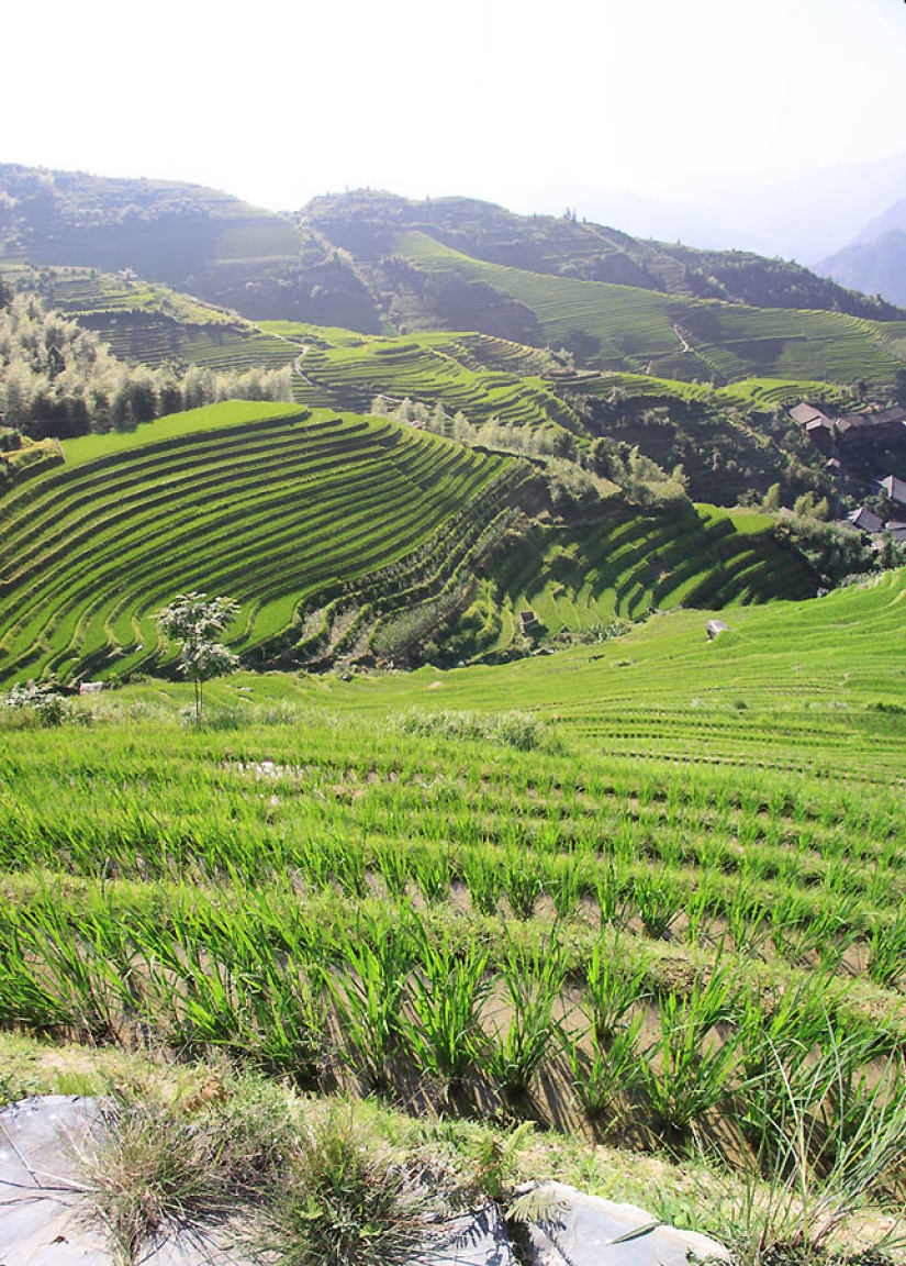 Terrazas de Arroz de Dragon Ridge»