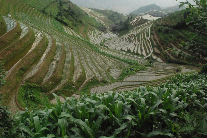 Terrazas de Arroz de Dragon Ridge»