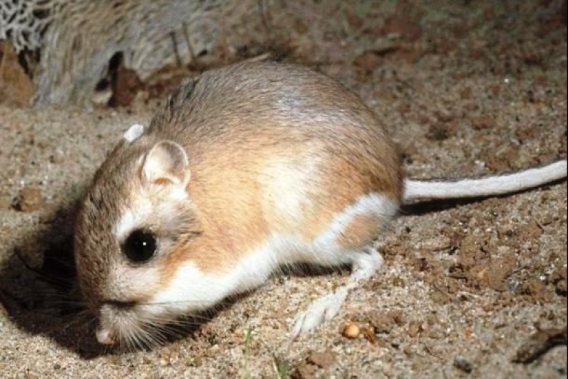 Test yourself: interesting questions about animals with answers