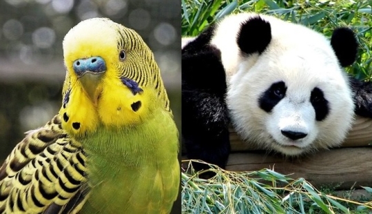 Test yourself: interesting questions about animals with answers