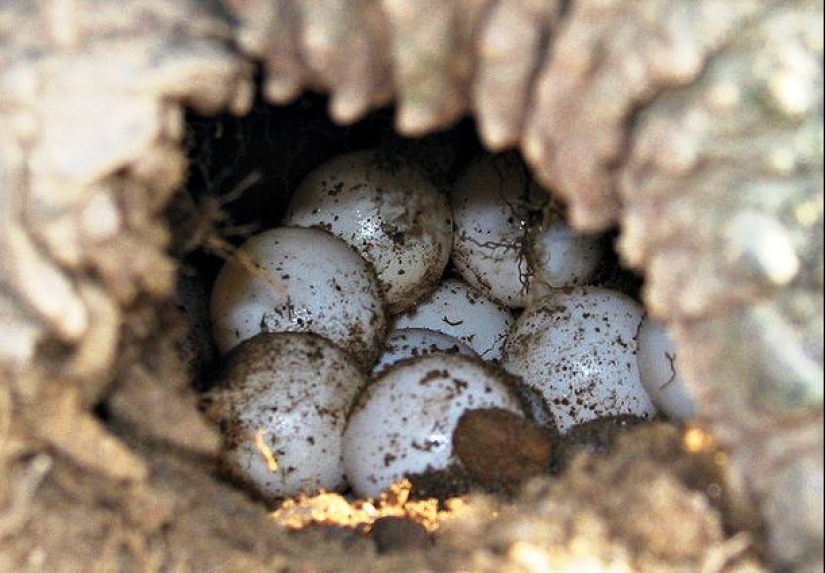 Test yourself: interesting questions about animals with answers