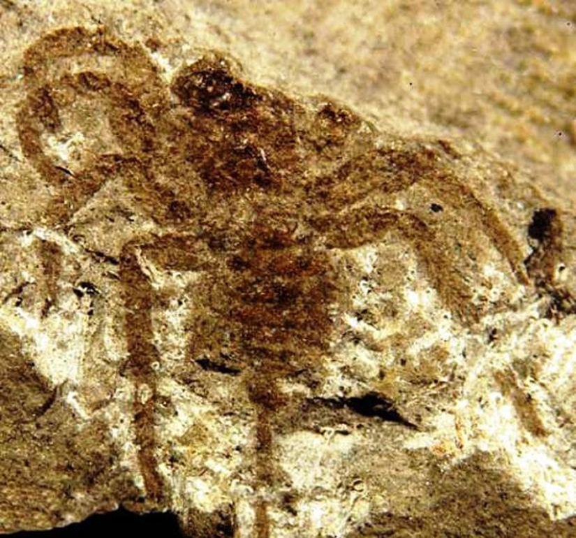 Thank God, they are extinct! 25 awful creatures who once inhabited Earth