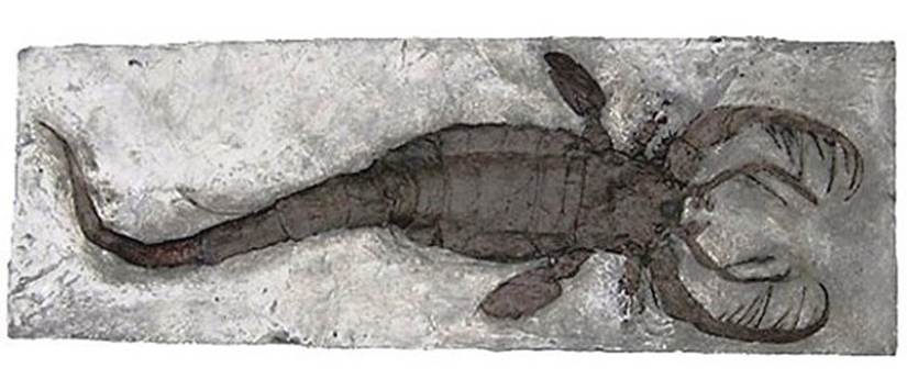 Thank God, they are extinct! 25 awful creatures who once inhabited Earth