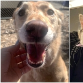 Thank you, people! 30 homeless animals who were given a new life Thank you, people! 30 homeless animals who were given a new life