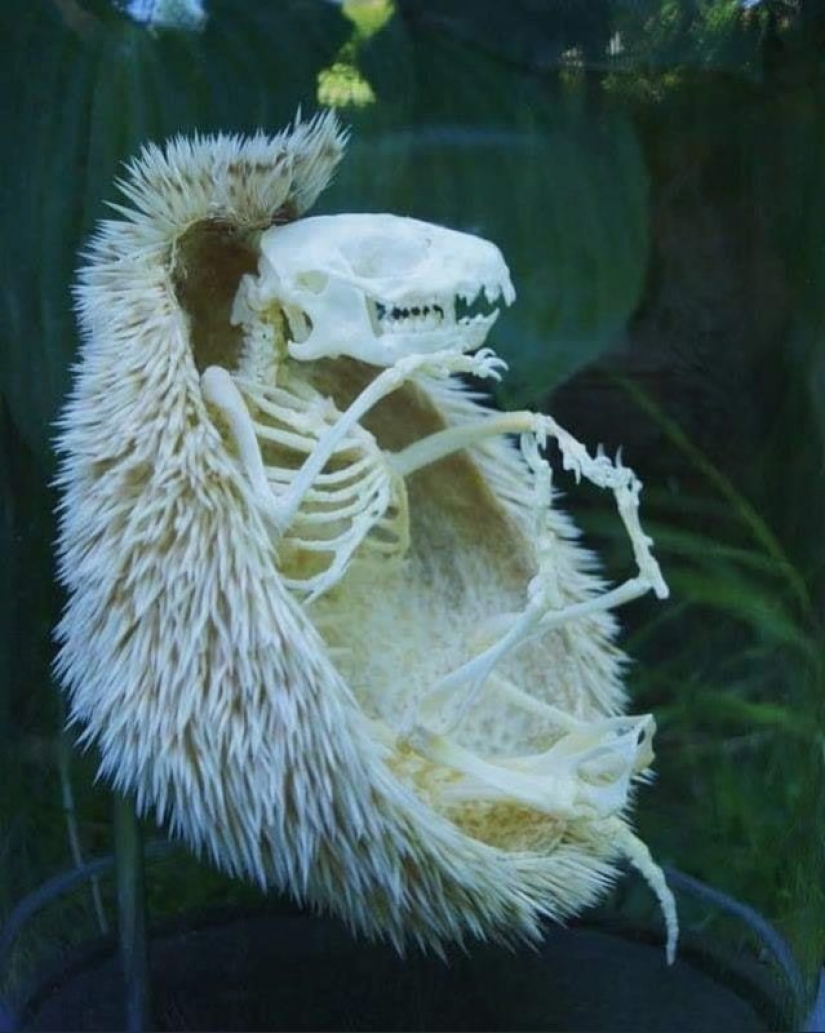 "That's interesting!": 20 unusual, surprising and just interesting facts "That's interesting!": 20 unusual, surprising and just interesting facts