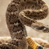 The 10 most common myths about snakes The 10 most common myths about snakes