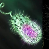 The 10 most dangerous bacteria The 10 most dangerous bacteria