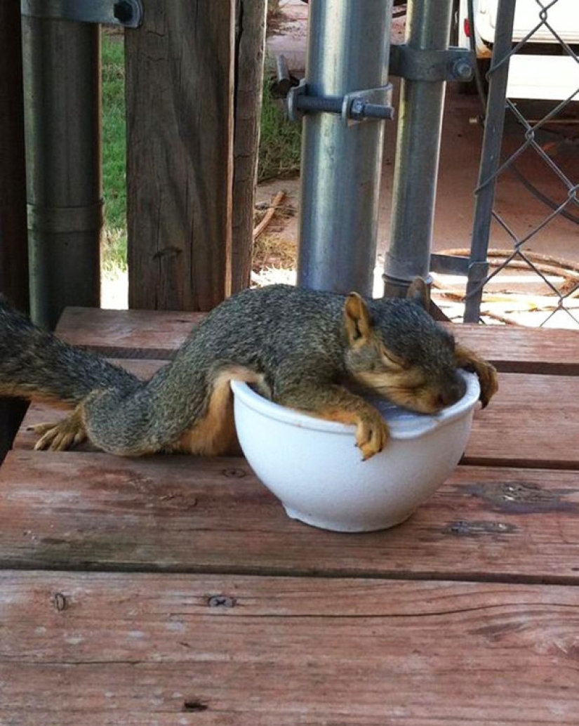 The 21 irrefutable argument in favor of the fact that animals are liquid The 21 irrefutable argument in favor of the fact that animals are liquid