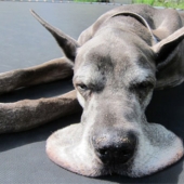 The 21 irrefutable argument in favor of the fact that animals are liquid