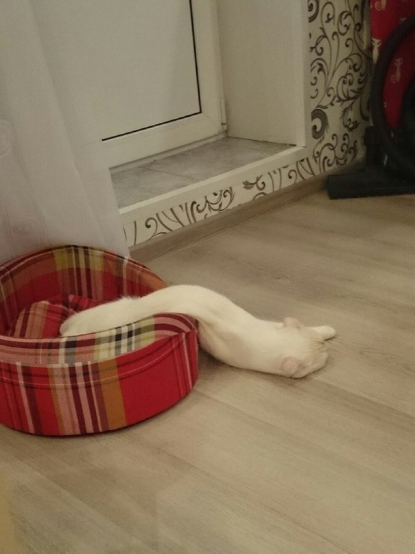 The 21 irrefutable argument in favor of the fact that animals are liquid The 21 irrefutable argument in favor of the fact that animals are liquid