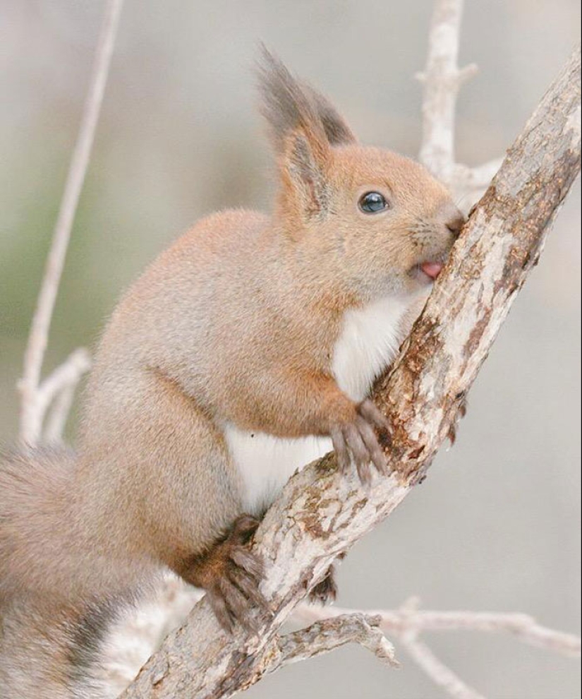 The 7 cutest animals from Hokkaido