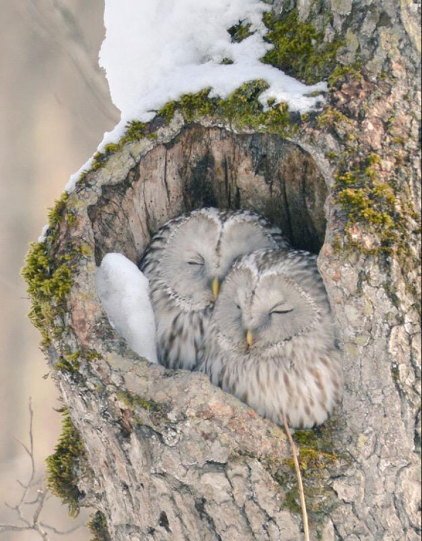 The 7 cutest animals from Hokkaido