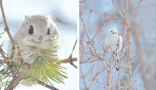 The 7 cutest animals from Hokkaido