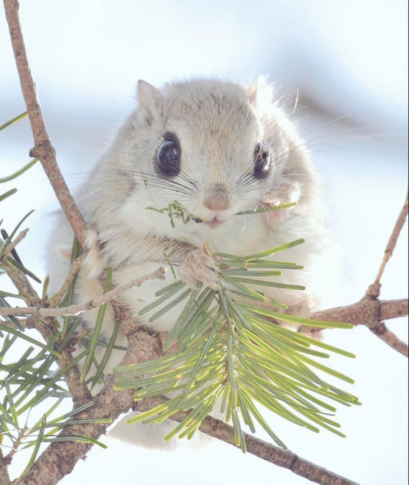 The 7 cutest animals from Hokkaido