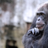 The 7 Most Impressive Displays of Intelligence in Animals The 7 Most Impressive Displays of Intelligence in Animals