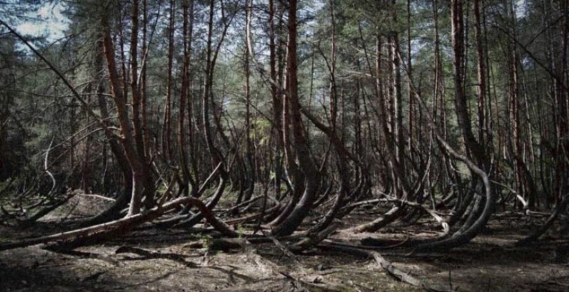 the 7 scariest forests on the planet the 7 scariest forests on the planet