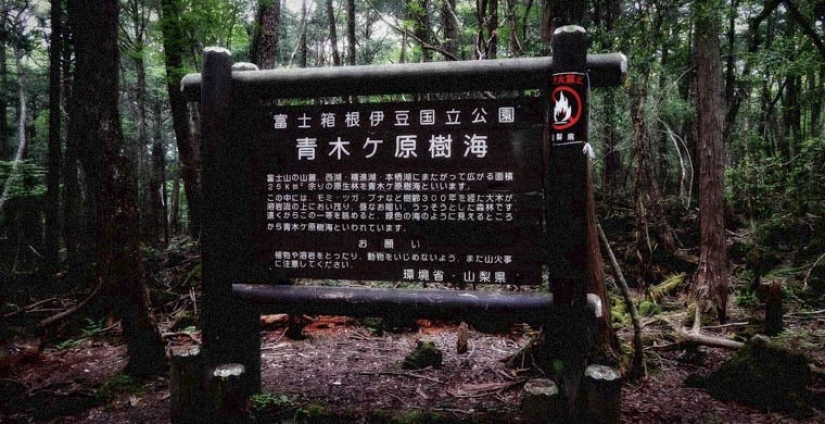 the 7 scariest forests on the planet the 7 scariest forests on the planet