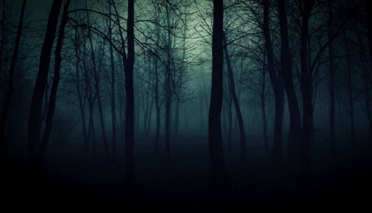 the 7 scariest forests on the planet