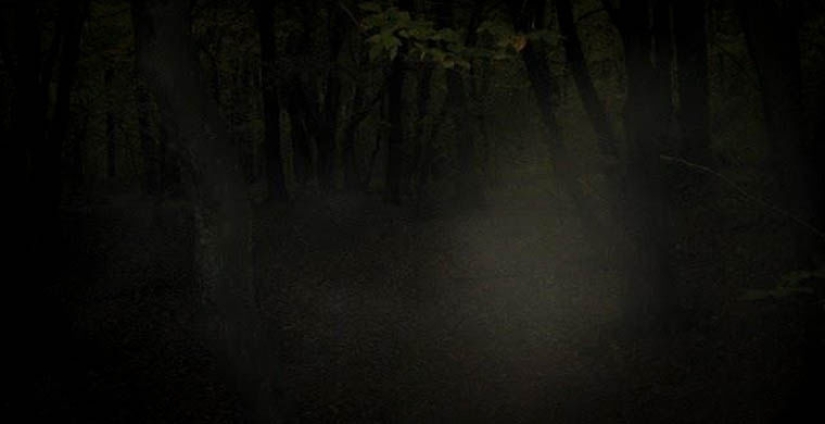 the 7 scariest forests on the planet the 7 scariest forests on the planet