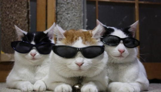 The Acoustic Kitty project, or How the CIA trained a cat to follow the USSR The Acoustic Kitty project, or How the CIA trained a cat to follow the USSR