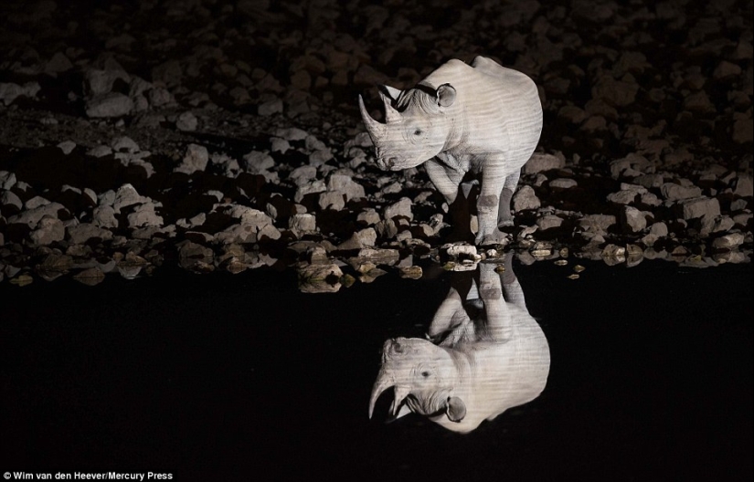 The animal kingdom, as you have not seen it yet: racing, fighting and tenderness The animal kingdom, as you have not seen it yet: racing, fighting and tenderness