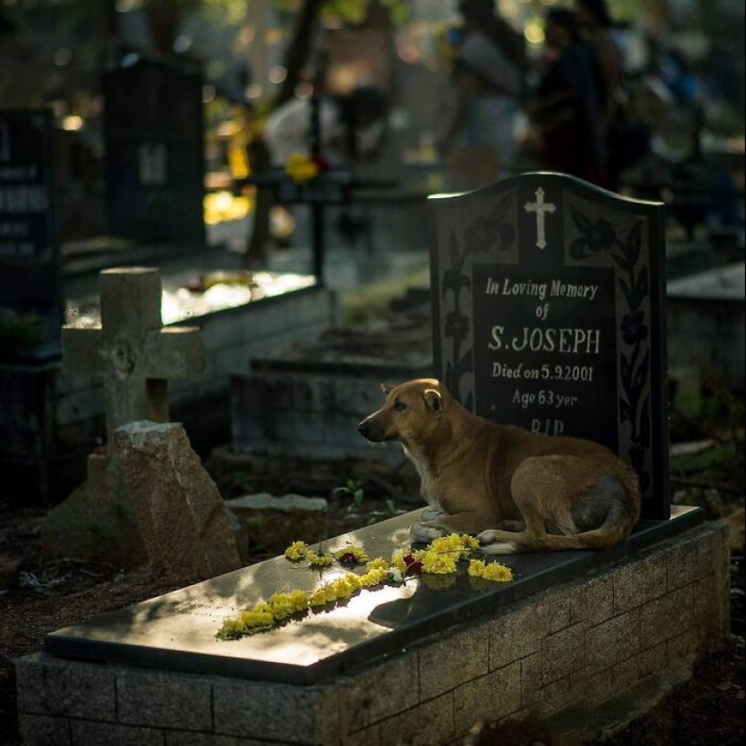 The Beauty Of Animals In 14 Photos By Guru Charan The Beauty Of Animals In 14 Photos By Guru Charan