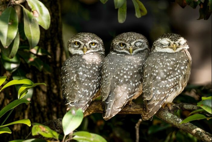 The Beauty Of Animals In 14 Photos By Guru Charan The Beauty Of Animals In 14 Photos By Guru Charan